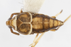 Habitus, dorsal view: !! display not done !! on Pissonotus muiri Metcalf, 1943: (Observation).