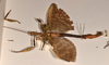 CollectionObject 1558787; 0b960f35-c7d1-4383-a54b-89a33fa6d8ed: copyright UMO. male, lateral view of synonym Extatosoma hopii (holotype). (CollectionObject).