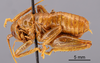 CollectionObject 1521986; 67908ed1-ce08-4d93-b720-e78db939e460: Male, lateral view (syntype). (CollectionObject).
