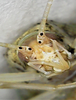 antennal markings (Fraccionamiento Vista Real, Corregidora, Querétaro, Mexico). Depicts Oecanthus mhatreae Collins & Coronado González, 2019, an Otu.