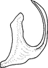 Aedeagus, lateral view on Conoscelis remanei Abdul-Nour, 1988: Aedeagus, lateral view. (Observation).
