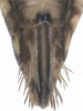 Ovipositor: !! display not done !! on Maiestas latifrons (Matsumura, 1902): Ovipositor. (Observation).