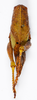 CollectionObject 1600057; 05460622-4a15-432b-b902-e88c96154b25: female, dorsal view (syntype). (CollectionObject).