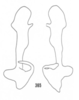 Stylus: !! display not done !! on Xenoliarus placitus (Van Duzee, 1912): (Observation).
