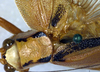CollectionObject 1500570; a82557b7-9c11-4095-acc8-7a5175aa24cd, DORSA BTmylstiHTF: female pronotum, dorsal view (holotype). (CollectionObject).