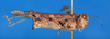 CollectionObject 1506408; 576ea323-6ec5-4e13-998d-94d45a155ee3: female, lateral view (syntype). (CollectionObject).