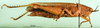 CollectionObject 1502500; 5ee6d0cf-e02d-4cfb-b66a-210422822ec2: female, lateral view (paratype of Catantops pamae). (CollectionObject).