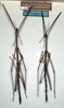 CollectionObject 1561735; NMW 328, 0c3b4d2c-1126-4da2-a7c6-e9c7c0b941be: copyright NMW, Vienna. male (syntypes). (CollectionObject).