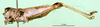 CollectionObject 1571074; 1cbe6d82-b330-4400-a9ed-21a6ed6a6aa0: female, lateral view (paralectotype). (CollectionObject).