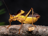 Coracinotus notarioi lluciapomaresi Domenech-Fernández, 2023: male (Jaén, Siles, Cerro del Espino, 4/10/2022). (Otu).