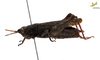 CollectionObject 1849351; 22df537f-02b1-4054-9e65-d4fe8568203c, Unioeste Cascavel K-0039A: Female. Lateral view. (CollectionObject).