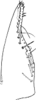 Subgenital plate, ventral view on Dialecticopteryx (Dialecticopteryx) australica Kirkaldy, 1907: genital plate. (Observation).
