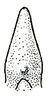 Neoconocephalus nebrascensis (Bruner, 1891): Pl. IV, Fig. 129. fastigium, ventral view. (Otu).