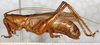 CollectionObject 1532823; 46040265-d0ed-42a5-80c0-6fcae64b59c4: male, lateral view. (CollectionObject).