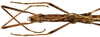 CollectionObject 1578588; RBINS IG: 32700', d2e0fcab-5835-482f-b7d7-388df3aec59c: copyright ISNB, Brussels. female: head & thorax, dorsal view (paratype). (CollectionObject).