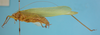 CollectionObject 1542724; DEES MZLQ-I0092, 31d74b38-6fce-4683-b1cc-1fa665bd279d: male, body lateral view (syntype of Ctenophorema balneare). (CollectionObject).