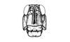 Aucacris eumera Hebard, 1929: Fig. 9. male, head, frontal view. (Otu).