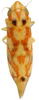 Habitus, dorsal view on Erythroneura triapitsyni Dmitriev & Dietrich, 2007: Habitus (paratype, INHS collection). (Observation).