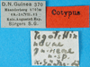 CollectionObject 1500854; 80cdd0ef-6fda-436c-a474-fba59fd56c0d: labels (paralectotype). (CollectionObject).
