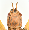 CollectionObject 1591399; 270adce3-a2d6-4189-9d34-ba6b6ce3ba6a: copyright IMQC Montreal. female head, dorsal view (holotype). (CollectionObject).