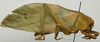CollectionObject 1506757; 97b50063-313d-41ca-8bcc-95ac81dad82b: male, lateral view (holotype). (CollectionObject).
