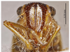 Head on Evacanthus hairus Li & Wang, 1996 now Evacanthus laminatus Kuoh, 1992: (Observation).