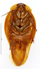 CollectionObject 1587329; MNHN(SF IMPORT DUPLICATE) MNHN-EP-EP1350, cc42720c-6e80-45fd-97c6-e9c4c7a93607: CC BY-NC-ND 4.0/MNHN - Depraetere Marion - 2014. Paratype, female, of lineata Grandcolas, 1994. Specimen number: MNHN-EP-EP1350. http://coldb.mnhn.fr/catalognumber/mnhn/ep/ep1350. (CollectionObject).