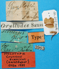 CollectionObject 1500725; dfd3de52-4d60-4a1e-b7b6-0b81ad64e66c: labels (holotype). (CollectionObject).