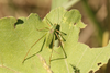 FieldOccurrence 3649; 6be483e3-8734-495e-8e8c-ba238f9b03e3; Buenos Aires
Arroyo El Pescado, 2024/03/23: male (March 2024). (FieldOccurrence).