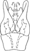 Subgenital plate, ventral view on Dikrella (Dikrella) exila Ruppel & DeLong, 1953: Subgenital plates. (Observation).