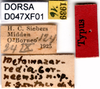 CollectionObject 1505042; 4389aaac-8377-46c5-8a6c-1a0748578505, DORSA D04XF01: labels (holotype). (CollectionObject).