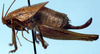 Acilacris (Acilacris) obovatus Naskrecki, 1996: female, lateral view (allotype). (Otu).