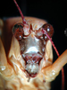 CollectionObject 1500503; dfc38884-7aad-4664-9e3f-a9dc9fd69d42, DORSA BTarascuHTM: male face (holotype). (CollectionObject).