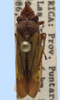 Habitus, dorsal view: !! display not done !! on Catorthorrhinus resimus Fowler, 1898: male: Catorthorhinus resimus, Costa Rica, FSCA. (Observation).