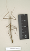 CollectionObject 1561509; NHMUK(SF IMPORT DUPLICATE) 844555, 278242e0-8f90-47fc-ab5e-a268fcef2e3e: copyright Natural History Museum, London. male (paralectotype). (CollectionObject).