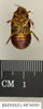 Salganea cavagnaroi Roth, 1979: Copyright Natural History Museum, London. Paratype (male nymph) in BM(NH). Ventral view. (Otu).