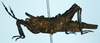 CollectionObject 1598031; 77f7ecdd-882b-4d72-ade7-d2829d6e88f8: female holotype (lateral view). (CollectionObject).