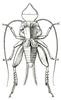 Sciobia (Sciobia) lusitanica (Rambur, 1838): Pl. IX, Fig. 11. male. (Otu).