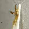 CollectionObject 1536008; 3dc16be7-772f-4bdf-b6db-7a83d590b6f5: male titillator (paratype). (CollectionObject).