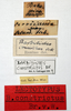 labels (lectotype). Depicts CollectionObject 1532319; af9a3c37-3ae4-494c-aac4-facff72360c9, a CollectionObject.