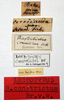 CollectionObject 1532319; af9a3c37-3ae4-494c-aac4-facff72360c9: labels (lectotype). (CollectionObject).