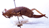 CollectionObject 1532860; NMW 3226184, 9172c5b5-6fa0-4f62-867f-934e9fda8ba6: female, lateral view. (CollectionObject).