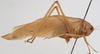 male, lateral view (syntype). Depicts CollectionObject 1505858; af28ac48-8bda-4359-89ac-2f2b2661680e, a CollectionObject.