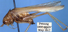 CollectionObject 1516971; 7c4183ff-0391-45fe-8679-5cf50c136378: male, lateral view (holotype). (CollectionObject).