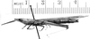 CollectionObject 1521499; 6d260bb7-999e-445c-8b30-066d98328190: Image Carbonell, C.S. female, lateral view (syntype). (CollectionObject).