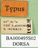 CollectionObject 1502816; a64bb94c-15c0-436a-91f7-53bed024bd15: labels (paralectotype of Ognevia debilis). (CollectionObject).