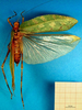 CollectionObject 1500557; 4d35b985-9256-4a01-a0d7-f52641f35113, DORSA BTgoegalHTF: female, dorsal view (holotype). (CollectionObject).