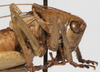 CollectionObject 1527089; 6dfb297e-2f06-4791-977f-d41648a93736: male pronotum, lateral view (holotype). (CollectionObject).