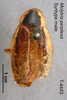 CollectionObject 1573477; MVMA T 4443, f1206c31-a500-43a7-8abc-fea181c47e74: Copyright Museum Victoria / CC BY. Syntype, male, dorsal. (CollectionObject).