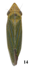 Habitus, dorsal view: !! display not done !! on Draeculacephala mollipes (Say, 1831): (Observation).